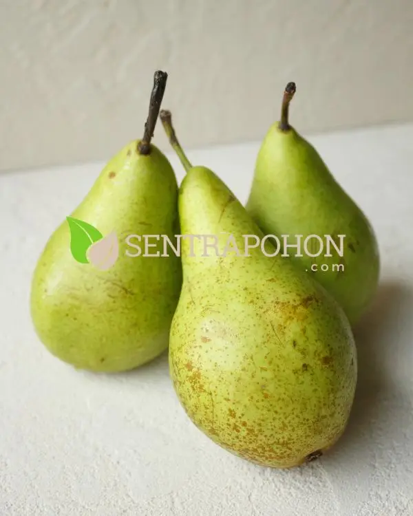 jual bibit buah pir