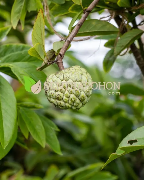 bibit buah srikaya jumbo &bull; Jual Bibit Srikaya Jumbo Unggul