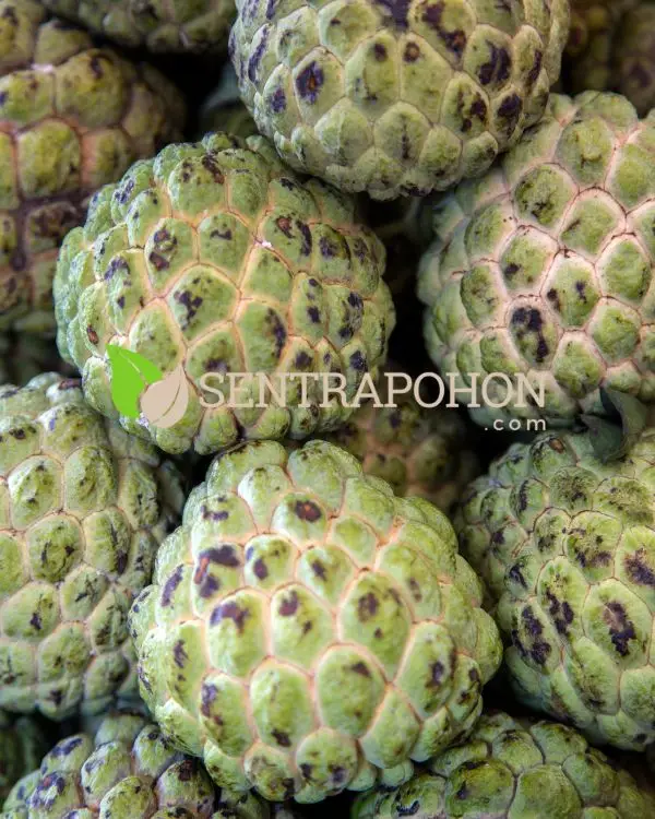 bibit srikaya tanpa biji &bull; Jual Bibit Srikaya Jumbo Unggul