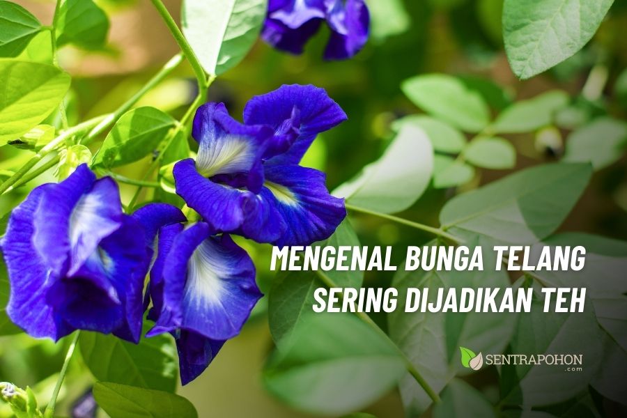 cara membuat teh bunga telang