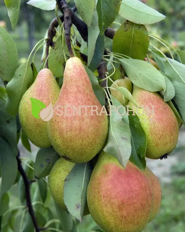 jual bibit buah pir