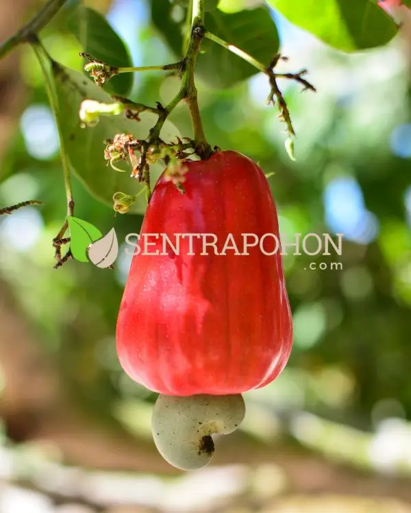 jual bibit jambu mete 2 &bull; Jual Bibit Pohon Jambu Mete Unggul