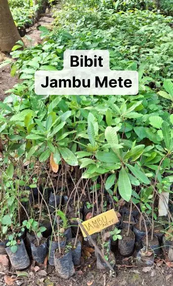 jual bibit tanaman jambu mete