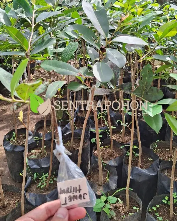 bibit jamblang hitam