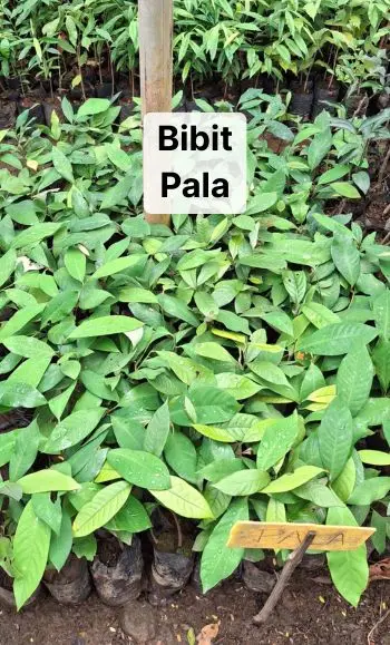 bibit pala