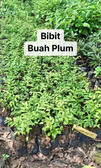 bibit plum