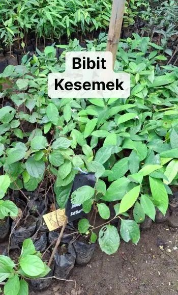 harga bibit buah kesemek