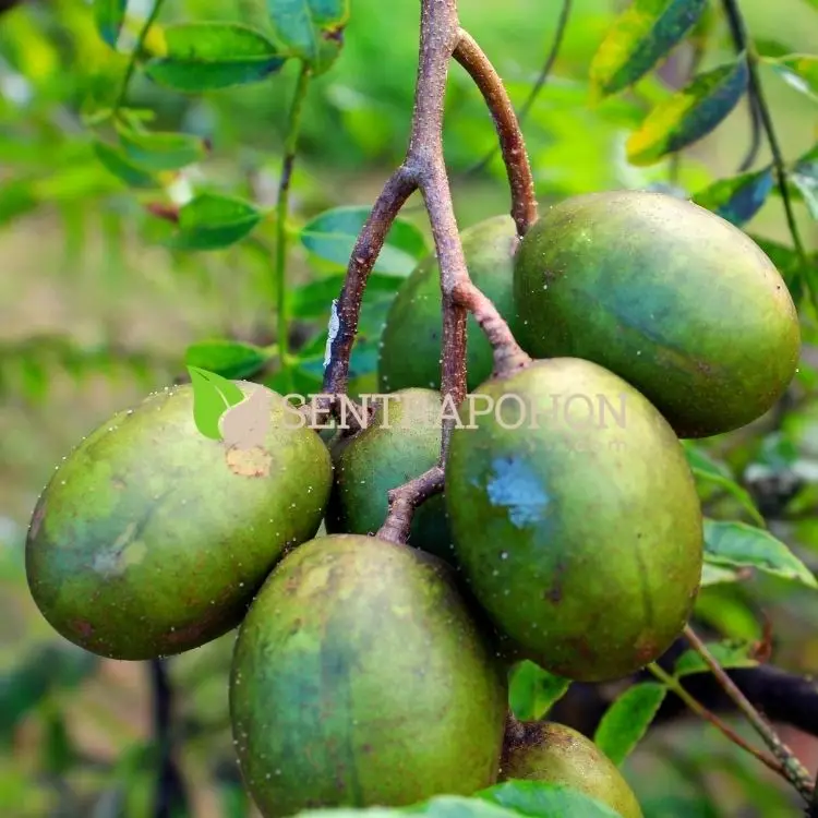 harga bibit kedondong