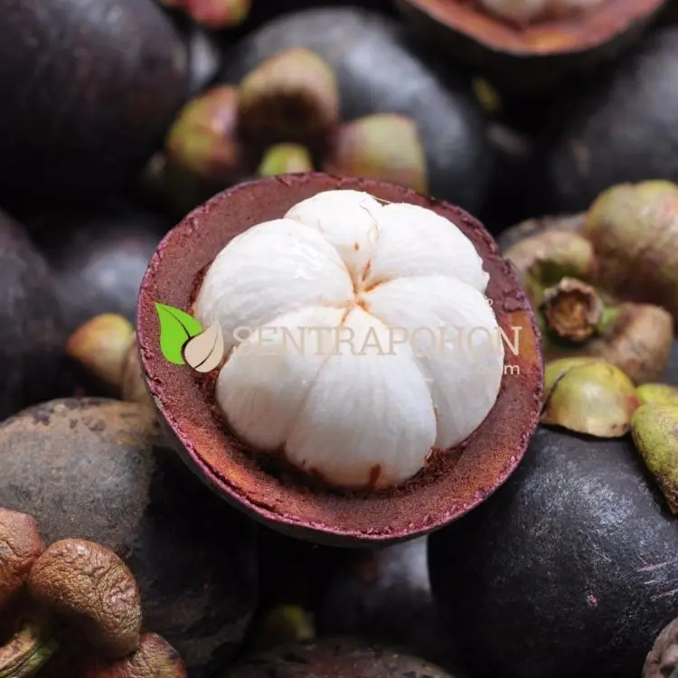 harga bibit manggis super