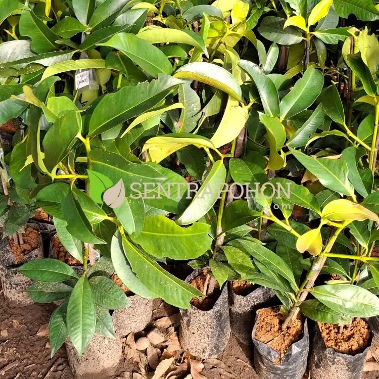 harga bibit pohon manggis