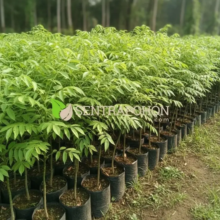 jual bibit kedondong jumbo