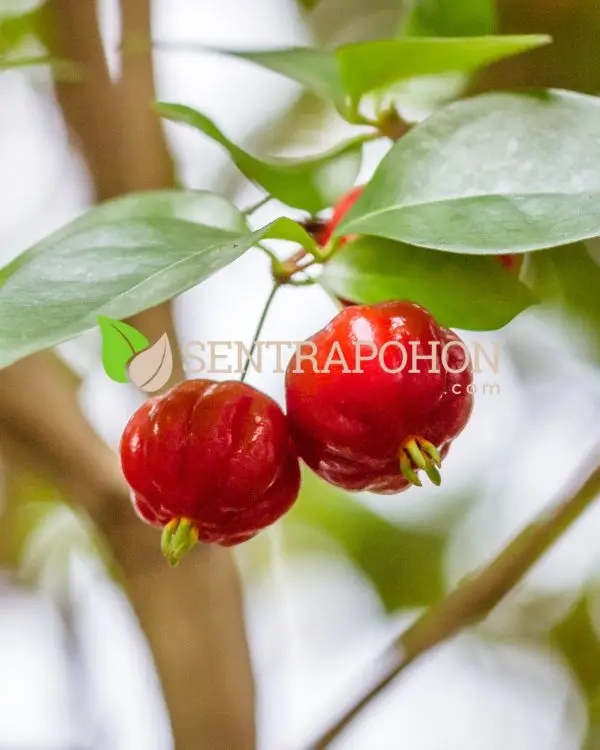 jual bibit pohon dewandaru