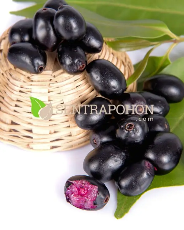 jual bibit pohon duwet