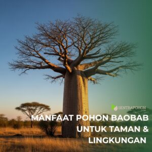 baobab manfaat &bull; Manfaat Pohon Baobab untuk Taman dan Lingkungan Rumah