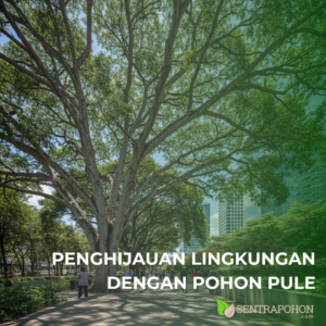 Pohon Pule untuk Penghijauan: Karakteristik dan Keunggulan sebagai Peneduh Perkotaan 6 pule 1 1 • Pohon Pule untuk Penghijauan: Karakteristik dan Keunggulan sebagai Peneduh Perkotaan