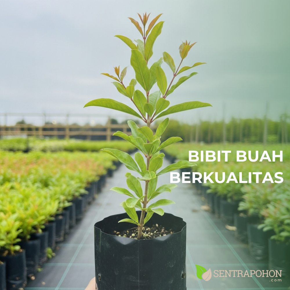 DELIMA 4 &bull; 10 Manfaat Buah Delima untuk Kesehatan & Kecantikan