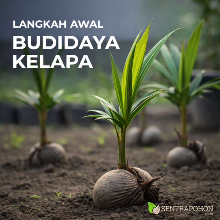 KELAPA 1 &bull; Cara Menanam Pohon Kelapa: Panduan Lengkap dari Bibit hingga Berbuah