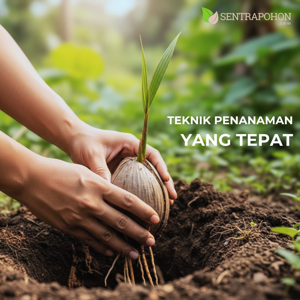 KELAPA 2 &bull; Cara Menanam Pohon Kelapa: Panduan Lengkap dari Bibit hingga Berbuah