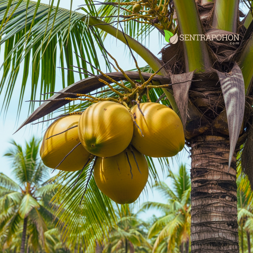KELAPA 3 &bull; Cara Menanam Pohon Kelapa: Panduan Lengkap dari Bibit hingga Berbuah