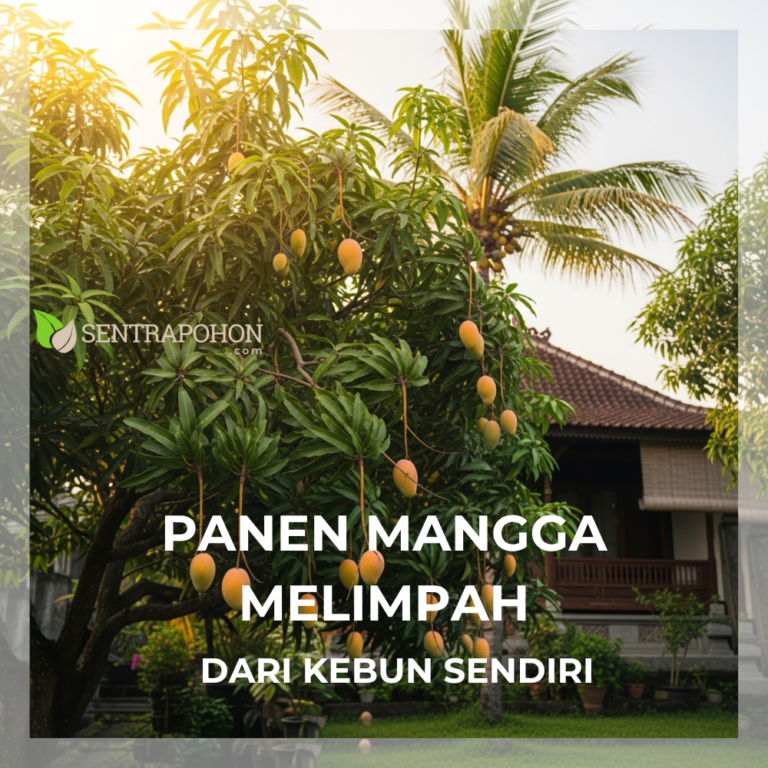 MANGGA 1 &bull; Cara Menanam Pohon Mangga: Panduan Lengkap dari Tanam Hingga Berbuah di Luar Musim