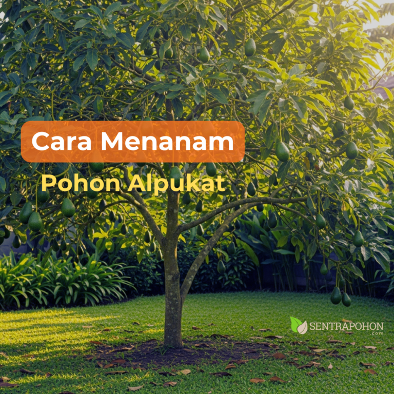 alpukat 1 &bull; Rahasia Cara Menanam Alpukat Miki & Aligator Agar Cepat Berbuah