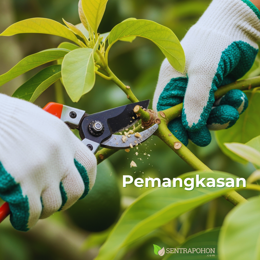 alpukat 4 &bull; Rahasia Cara Menanam Alpukat Miki & Aligator Agar Cepat Berbuah