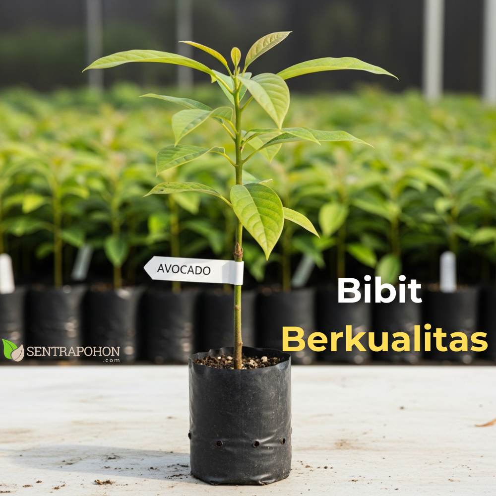 alpukat 6 &bull; Rahasia Cara Menanam Alpukat Miki & Aligator Agar Cepat Berbuah