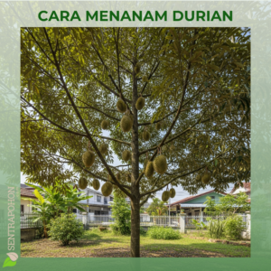 durian 1 &bull; Panduan Lengkap Cara Menanam Durian & Merawatnya Agar Cepat Berbuah
