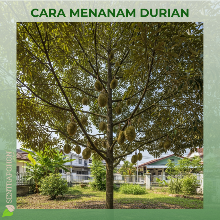 durian 1 &bull; Panduan Lengkap Cara Menanam Durian & Merawatnya Agar Cepat Berbuah