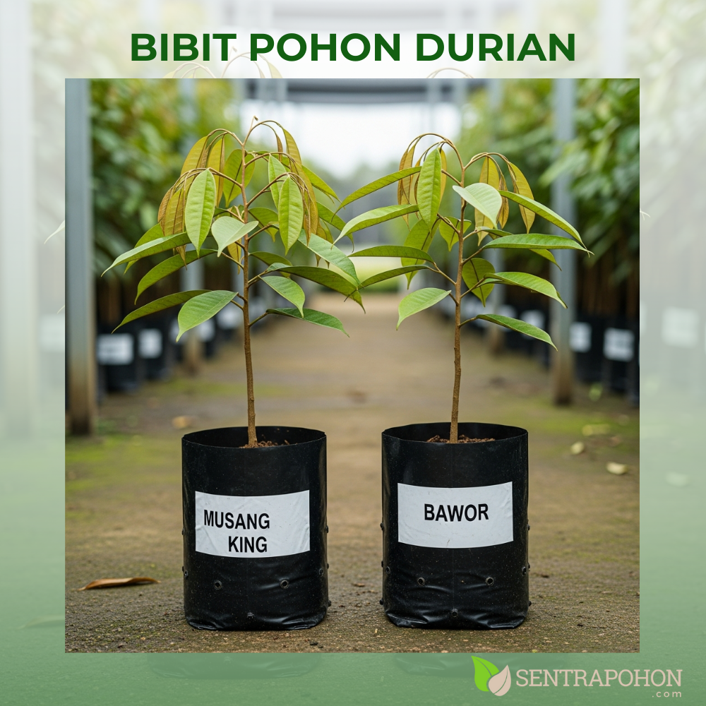durian 4 &bull; Panduan Lengkap Cara Menanam Durian & Merawatnya Agar Cepat Berbuah