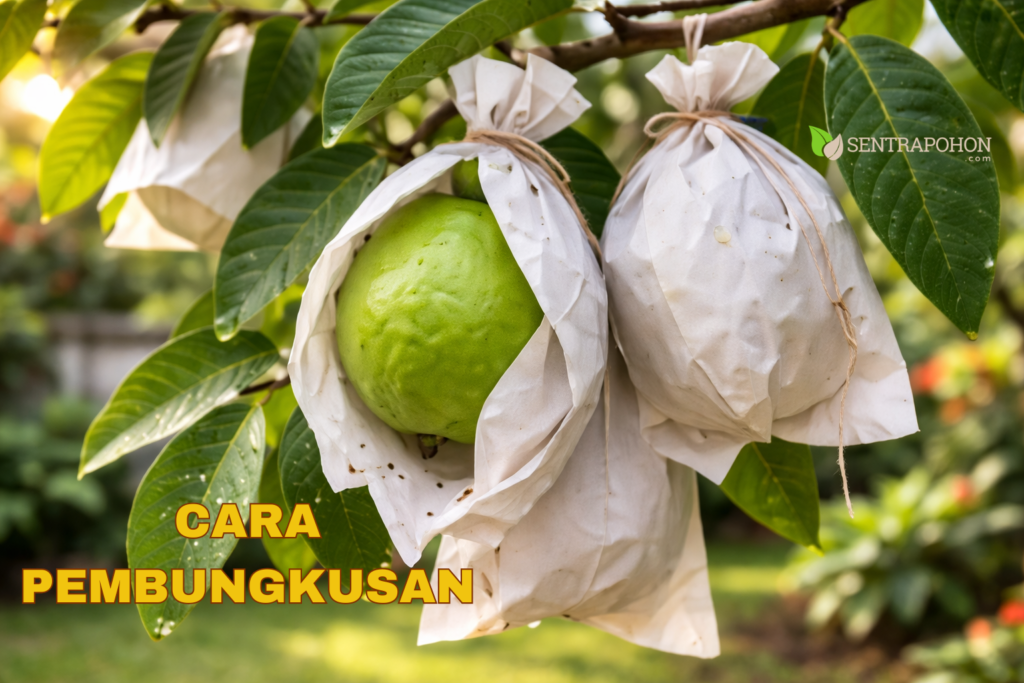 jambbu biji 3 &bull; Cara Menanam Jambu Biji (Kristal & Merah) Agar Buah Besar & Renyah