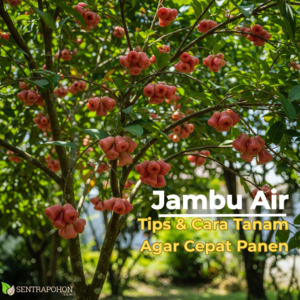 jambu air 1 &bull; Cara Menanam Jambu Air & Teknik Okulasi Agar Cepat Panen