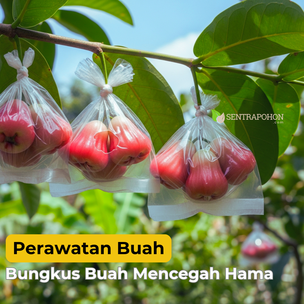 jambu air 4 &bull; Cara Menanam Jambu Air & Teknik Okulasi Agar Cepat Panen