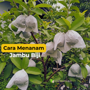 jambu biji 1 &bull; Cara Menanam Jambu Biji (Kristal & Merah) Agar Buah Besar & Renyah
