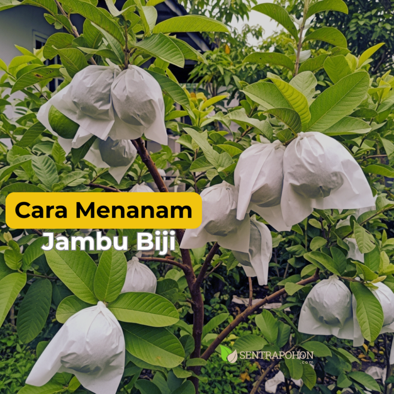 jambu biji 1 &bull; Cara Menanam Jambu Biji (Kristal & Merah) Agar Buah Besar & Renyah
