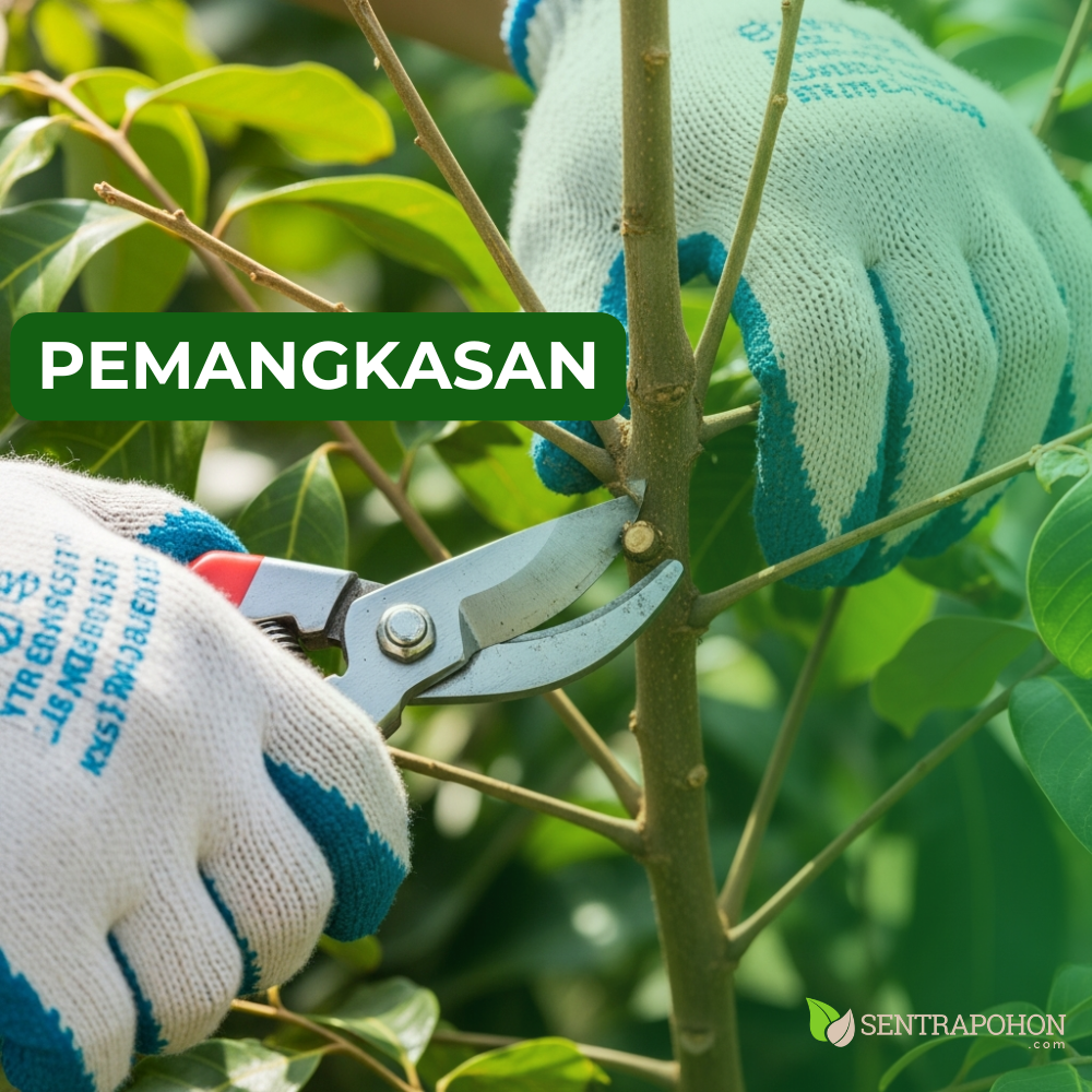 kelengkeng 3 &bull; Solusi Kelengkeng Tidak Berbuah & Cara Menanam yang Benar