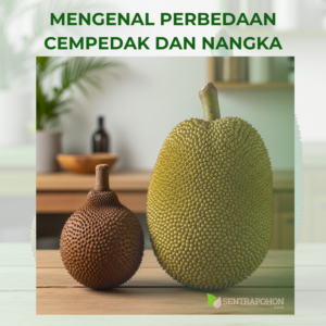 nangka 1 &bull; Perbedaan Cempedak dan Nangka: Kenali Ciri Khas, Aroma, dan Olahannya