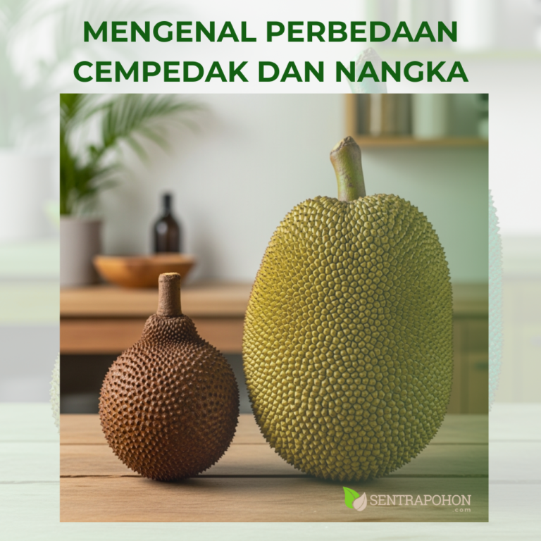 nangka 1 &bull; Perbedaan Cempedak dan Nangka: Kenali Ciri Khas, Aroma, dan Olahannya