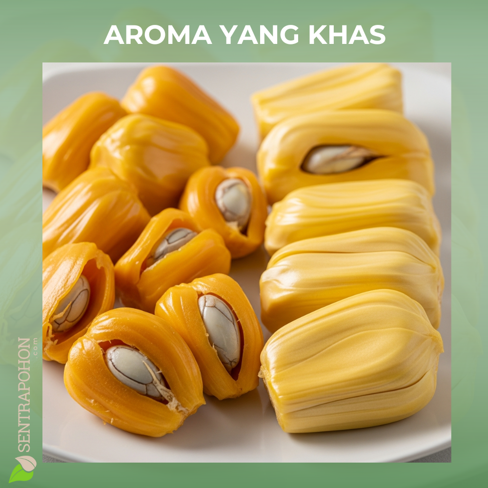 nangka 2 &bull; Perbedaan Cempedak dan Nangka: Kenali Ciri Khas, Aroma, dan Olahannya