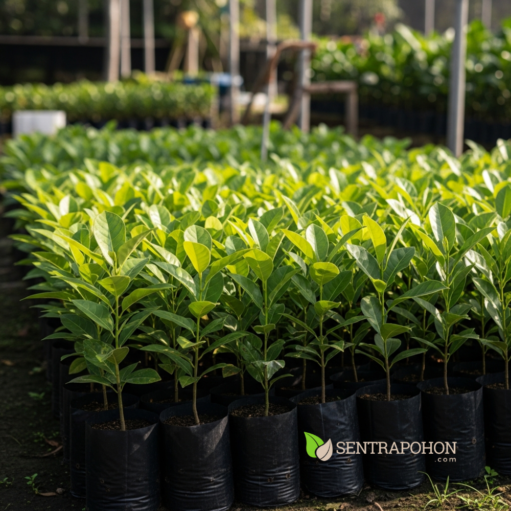 nangka 3 &bull; Perbedaan Cempedak dan Nangka: Kenali Ciri Khas, Aroma, dan Olahannya