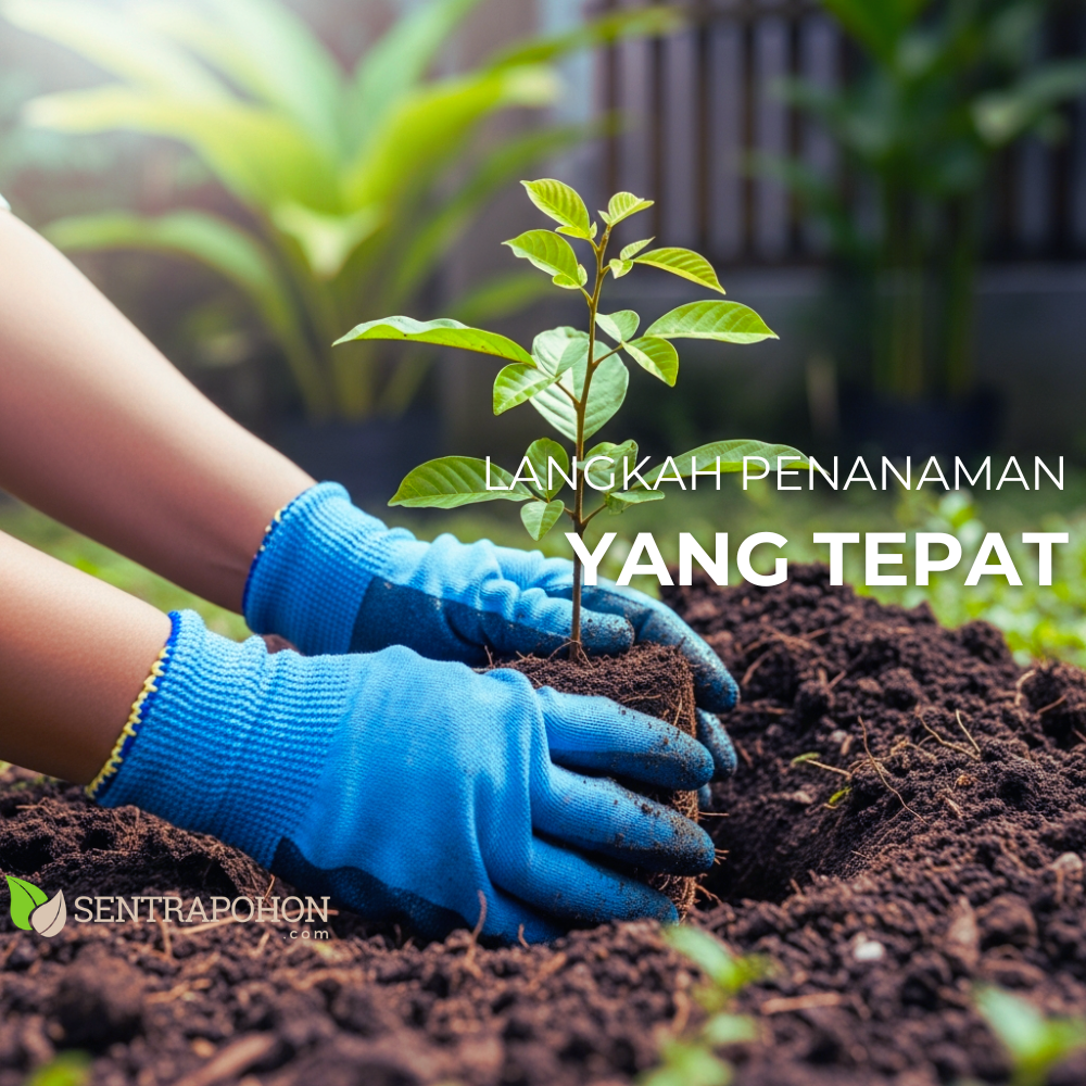 rambutan 2 &bull; Cara Menanam Rambutan Agar Daging Tebal & Manis