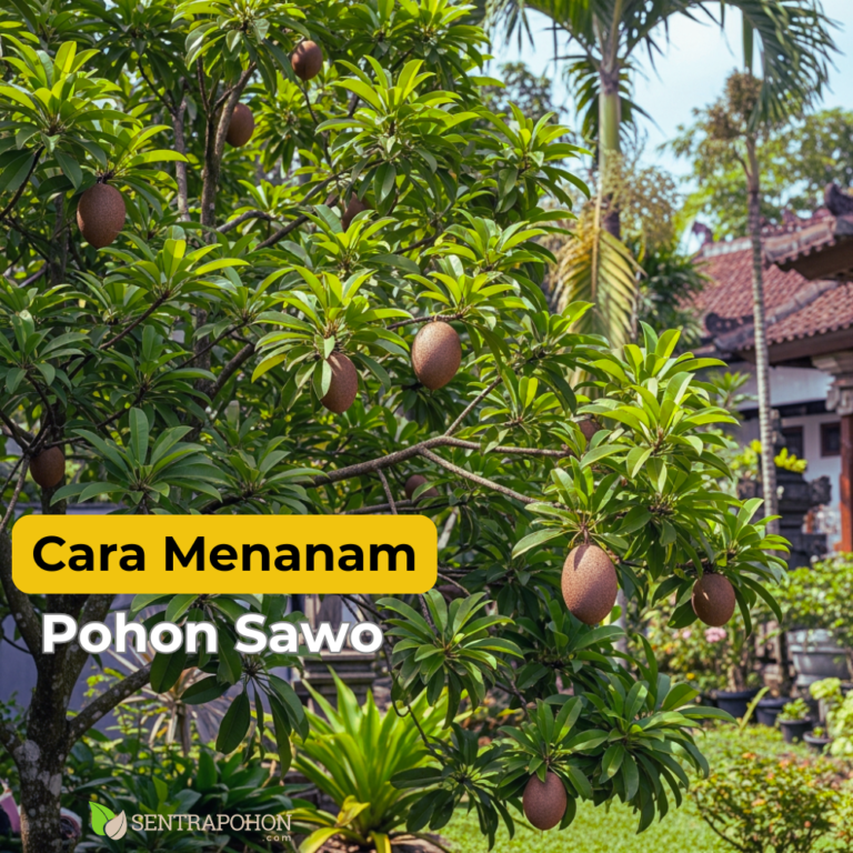 sawo 1 &bull; Cara Menanam Sawo Manila: Buah Manis yang Minim Perawatan