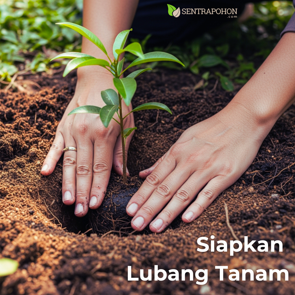 sawo 2 &bull; Cara Menanam Sawo Manila: Buah Manis yang Minim Perawatan