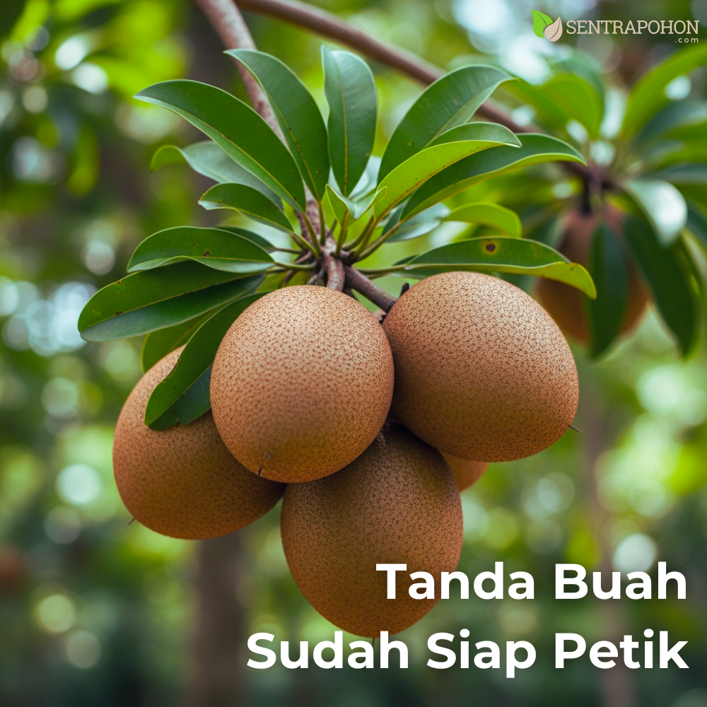 sawo 3 &bull; Cara Menanam Sawo Manila: Buah Manis yang Minim Perawatan