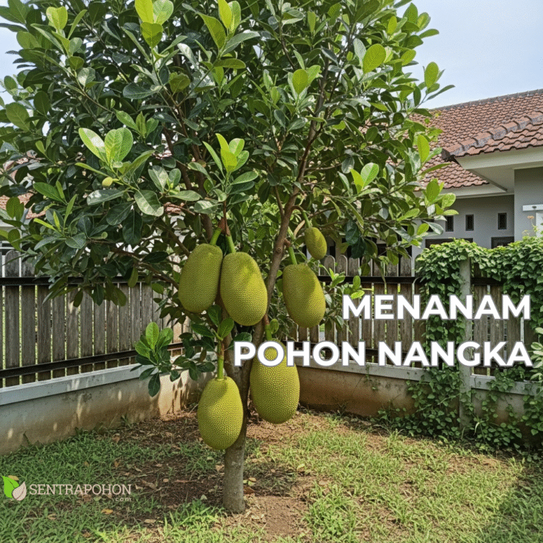 NANGKA &bull; Cara Menanam Nangka Mini & Sayur Agar Cepat Berbuah