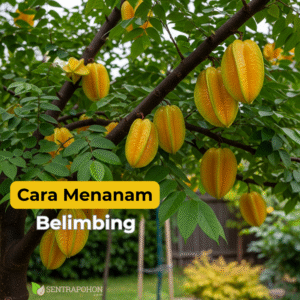 belimbing 1.1 &bull; Cara Menanam Belimbing Dewi & Madu Agar Buah Besar dan Manis