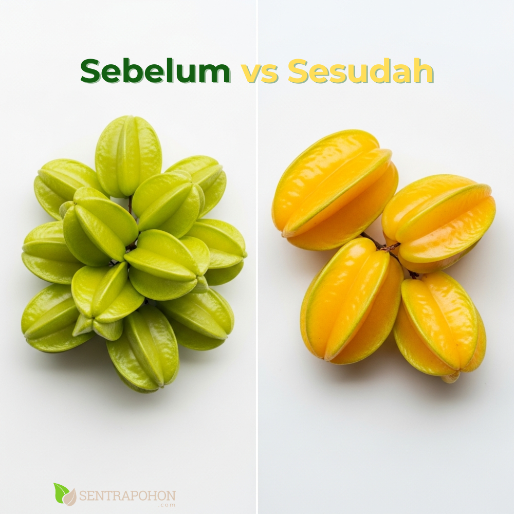 belimbing 2 &bull; Cara Menanam Belimbing Dewi & Madu Agar Buah Besar dan Manis