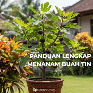 buah tin 1 &bull; Cara Menanam Pohon Tin: Panduan Lengkap dari Media Tanam hingga Tips Berbuah Lebat