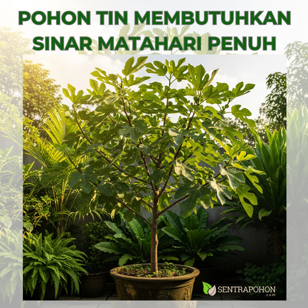 buah tin 3 &bull; Cara Menanam Pohon Tin: Panduan Lengkap dari Media Tanam hingga Tips Berbuah Lebat