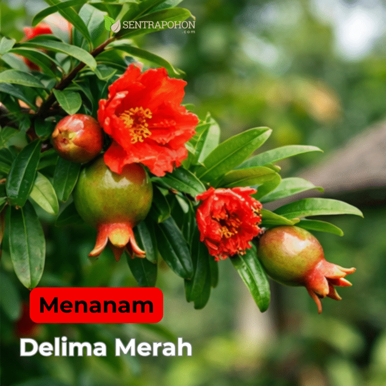 delima 2.1 &bull; Cara Menanam Delima Merah di Pekarangan Rumah